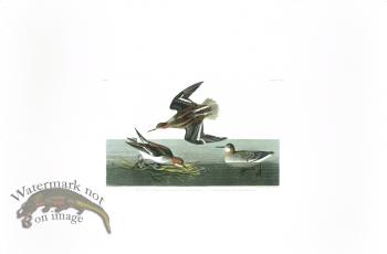 Hyperborean Phalarope